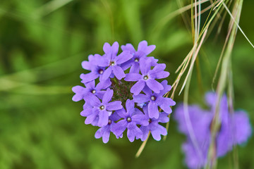 Obraz premium Purple Prairie Verbena flowers - Glandularia Bipinnatifida