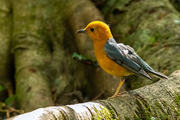 Orange-headed Thrush perching on big tree root