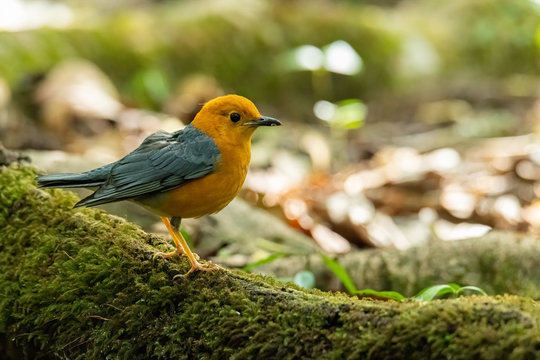 Orange-headed Thrush perching on big tree root covered with mos looking into a distance