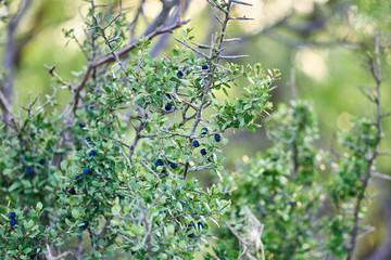 Lotebush, Lote-bush Condalia (Ziziphus obtusifolia) or also Warnock's Snakewood, or Mexican Crucillo. Texas Desert Flora