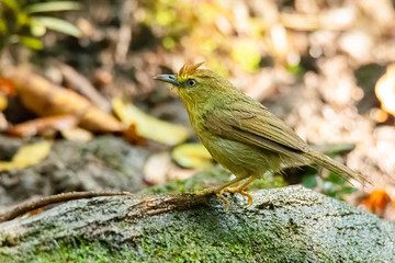 Wet Pin-striped Tit Babbler perching on rotten wood looking into a distance