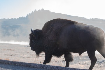 Aggressive Bizon walking looking for trouble in the middle of the field © Elliot Ward/Wirestock