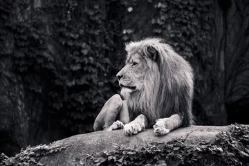 Küchenrückwand glas motiv Löwe Graustufenaufnahme eines im Wald sitzenden Löwen mit ernstem Gesichtsausdruck