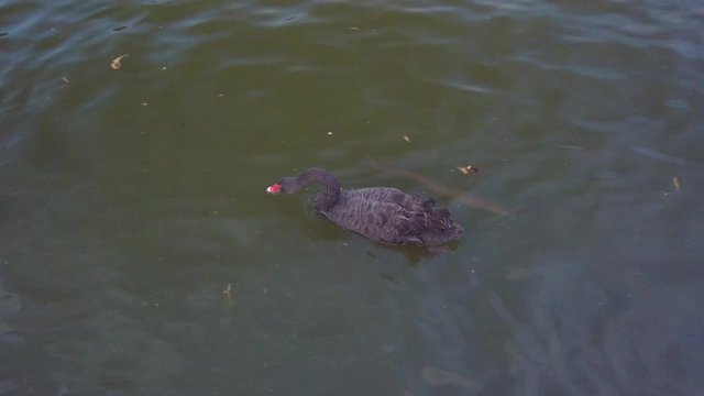 Red beak ducks are swimming and playing above the lake in a park with catfish and turtle under the dark water.