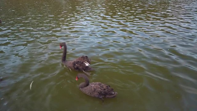 Red beak ducks are swimming and playing above the lake in a park with catfish and turtle under the dark water.
