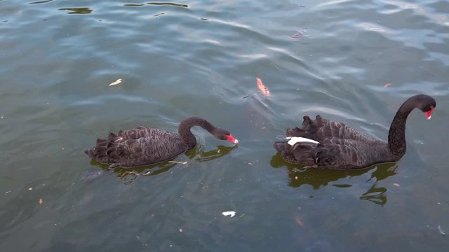 Red beak ducks are swimming and playing above the lake in a park with catfish and turtle under the dark water.