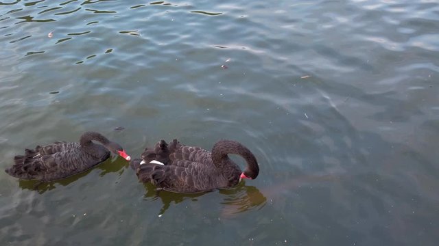 Red beak ducks are swimming and playing above the lake in a park with catfish and turtle under the dark water.