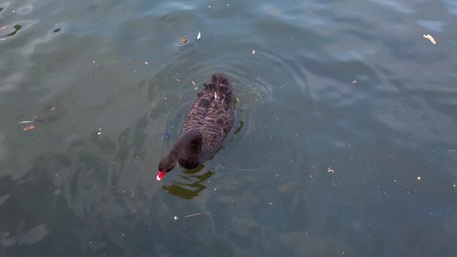 Red beak ducks are swimming and playing above the lake in a park with catfish and turtle under the dark water.