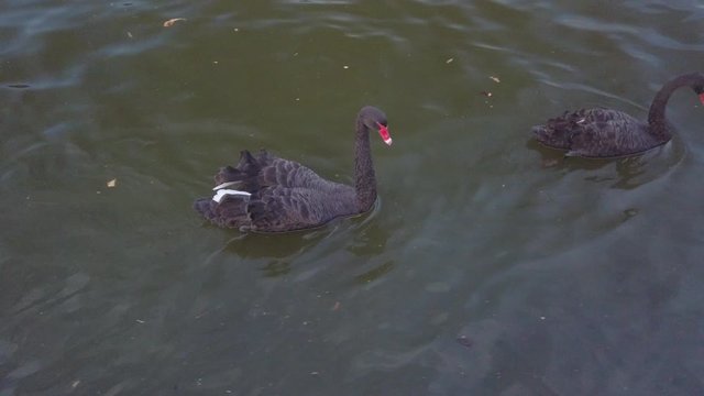 Red beak ducks are swimming and playing above the lake in a park with catfish and turtle under the dark water.