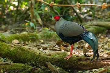 Male Siamese Fireback standing on big tree root looking into a distance