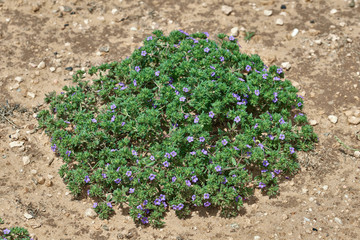 Sea heath, Frankenia pulverulenta L. Growing wild in West Central Texas