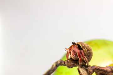 Hermit crab on coconut isolated on white background with selective focus. Hermit crabs are decapod crustaceans of the superfamily Paguroidea.