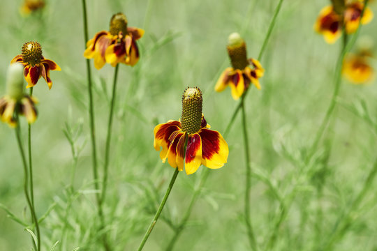 Mexican Hat, Upright Prairie Coneflower, Thimbleflower, Red and Yellow Flowers in a Open Prairie
