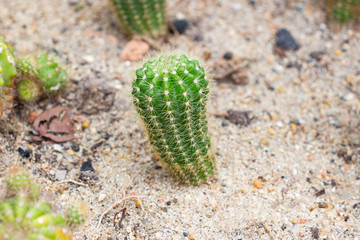 Group of Small Cactus species called Echinopsis Calochlora Cactus a plant that grows in the desert, Selective focus 