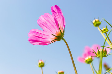 Beautiful flower Cosmos Bipinnatus flower in the garden with sky background