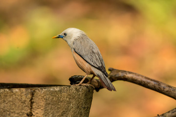 bird on a branch