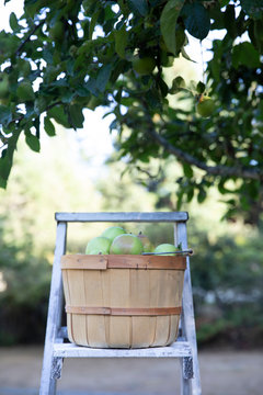 Basket of fresh picked apples in orchard