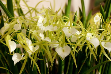 Fototapeta na wymiar Beautiful white Brassavola Little Stars tiny orchid flowers