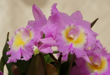 Beautiful light purple and yellow color of Cattleya Hawaiian Agenda 'Florida Winter' orchid