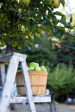 Basket of fresh picked apples in orchard
