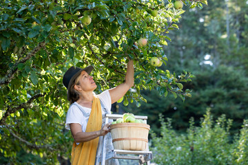 Woman picking apples in orchard