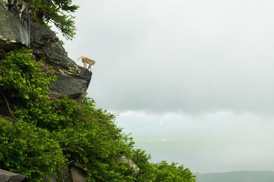 Beautiful Shot Of A Steep High Rocky Green Cliff With A Rhesus Macaque Monkey Standing On A Rock