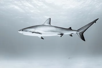 Tigerhai schwimmt tagsüber im Ozean © Martin Broen/Wirestock
