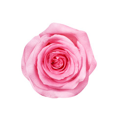 Top view rose pink flower skin with water drops isolated on white background and clipping path