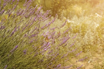 Beautiful purple lavender flower in field with butterflies