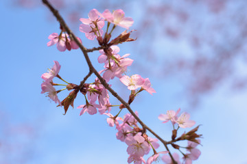青空と桜