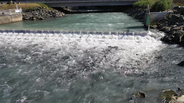Salmon swimming up river with bridge to hatchery with white rushing water