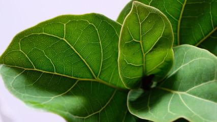 green leaves background