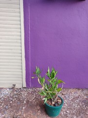 plant in a pot against purple wall