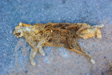 Dead cat carcass It was hit by a car
