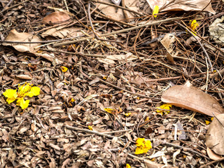 Dry leaves that have fallen on the ground