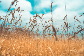 Pampas Grass Field in wellington, new zealand