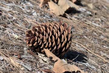 pine cone down