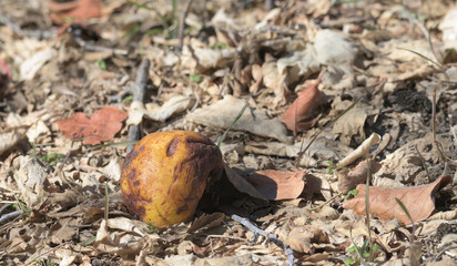 quince on the ground