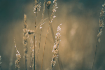 Pampas Grass Field in wellington, new zealand