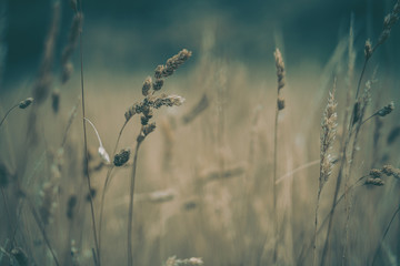 Pampas Grass Field in wellington, new zealand