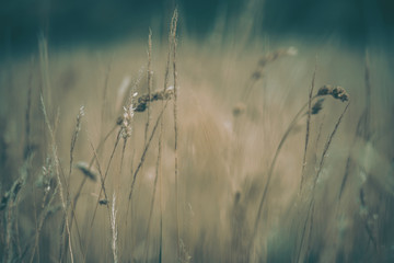 Pampas Grass Field in wellington, new zealand