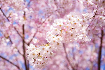 sakura