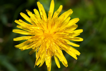 Close up of Dandelion flower