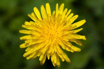 Close up of Dandelion flower
