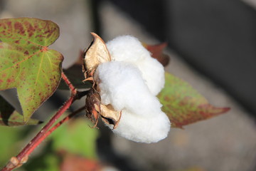 ワタの種子に出来る真っ白い綿毛(木綿)