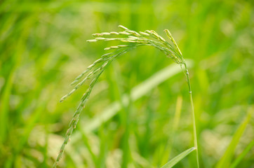 Jasmine Rice in paddy field, Yasothon, Thailand