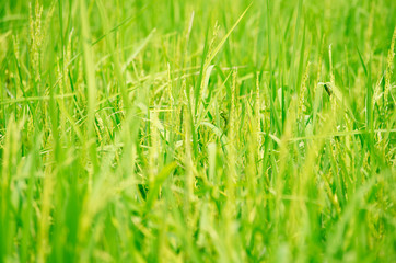 Jasmine Rice in paddy field, Yasothon, Thailand