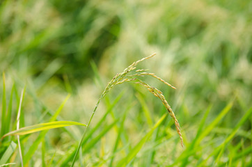 Jasmine Rice in paddy field, Yasothon, Thailand