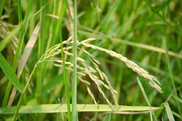 Jasmine Rice in paddy field, Yasothon, Thailand