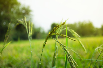 Jasmine Rice in paddy field, Yasothon, Thailand